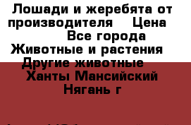 Лошади и жеребята от производителя. › Цена ­ 120 - Все города Животные и растения » Другие животные   . Ханты-Мансийский,Нягань г.